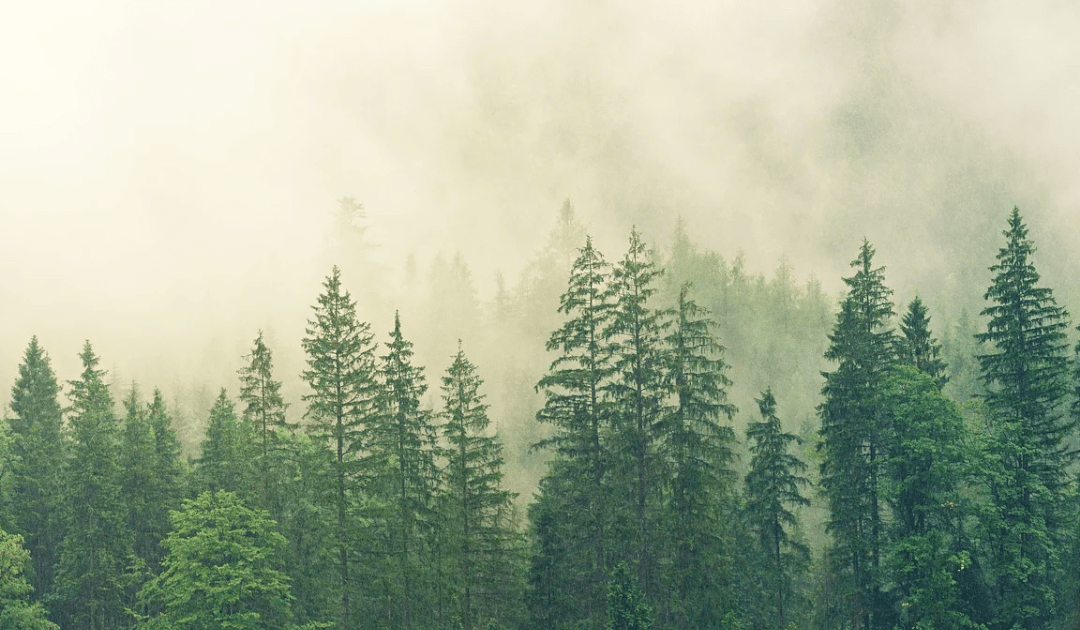 La tecnología IoT para conseguir objetivos medioambientales